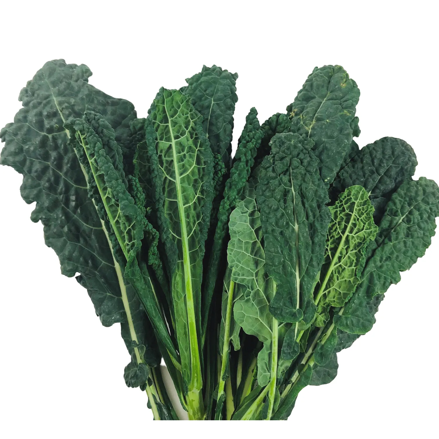 Cavolo nero