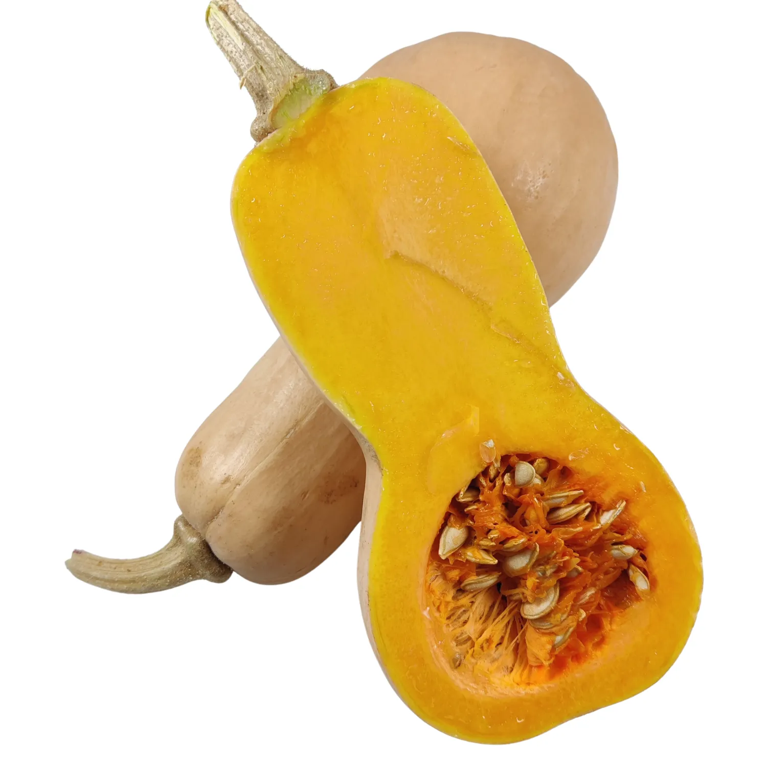 Zucca Butternut